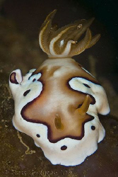 Chromodoris coi.  Ningaloo Reef, Western Australia.  Cano... by Ross Gudgeon 
